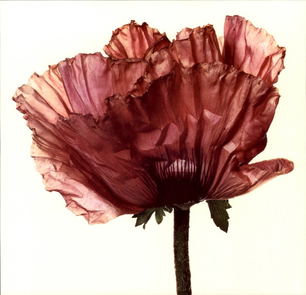 1984 Irving Penn Lavender Glory Poppy Art Photo Engraving