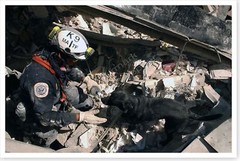 WTC Rescue Dog 9/11 September 11th World Trade Center Silver Halide Photo