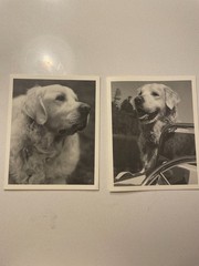 bruce weber rare folded christmas notecards set of 2