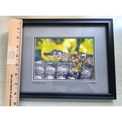 Lance Cooper «Gator Hatchling» Framed Wildlife Photo Print Signed 11″ x 8.5″