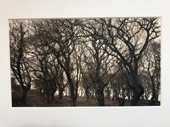 Dick Arentz, Trees, Pedine, S. Wales, 1986, Palladium / Platinum Print
