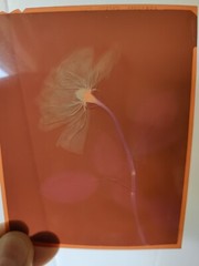 Medical Photography X Ray Old A Rose Alain Pol Kodak 73