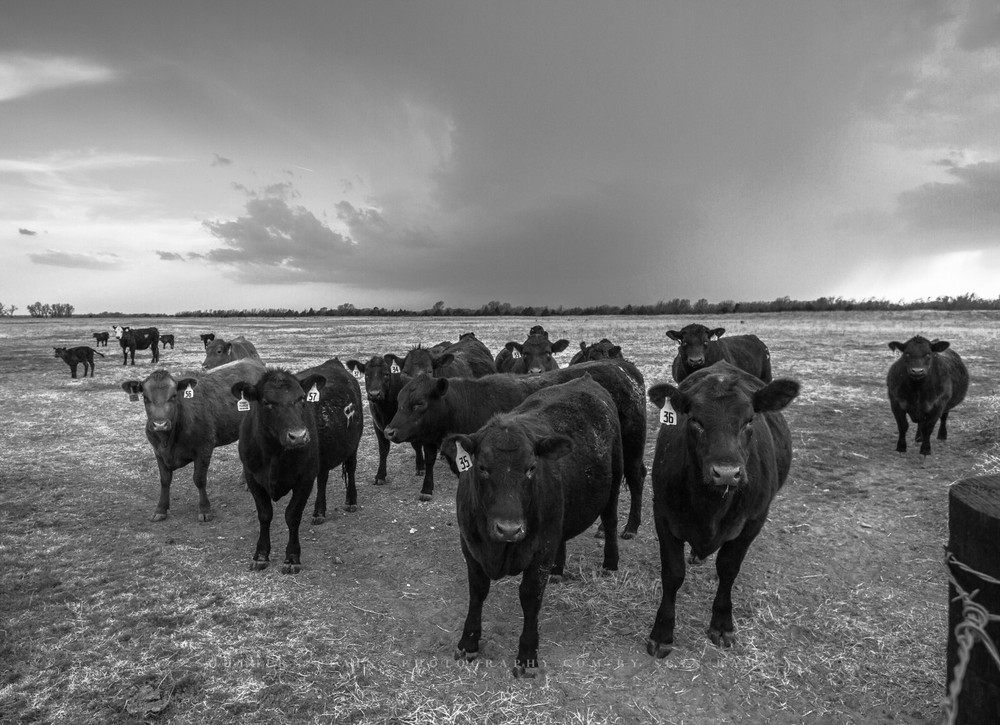 Country Photography Print – Black and White Picture of Angus Cows in Kansas