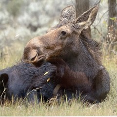 Signed Art Photography – Moose Laying In Grass Wildlife Print – Duoznew