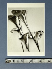 Calla Lilies c. 1930 By MAN RAY Fotofolio Art Print Card 1990s