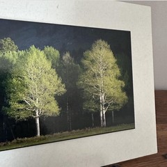 Light & shadow Mounted Matted Photo Erik Stensland Scenic Photography Trees
