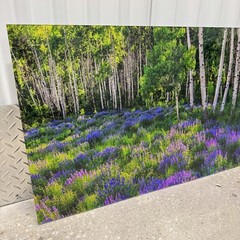 Peter Lik «Aspen Impressions» Trees 150cm (5 Feet Long) Recess Mount With COA