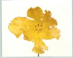1980 Irving Penn ORIGINAL Parrot Type Tulip Sunshine Flower Art Photo 11″ X 14″