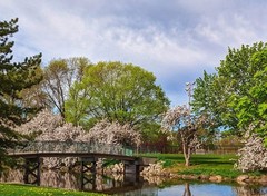 MH Nature & Landscape Photographs – Flowers Trees Water Landscapes 16×20 Canvas.