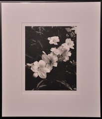 Steven Michael Bogdonas | «Daylillies I » (2000) Original Hand-Printed Photo