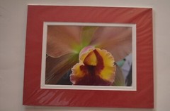 Set of (2) Hawaiian Flowers Orchid & Plumeria Photos By Michael Cheang