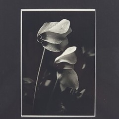 Steven Michael Bogdonas | Original Hand-Printed Flower Photo, 11″ x 13″