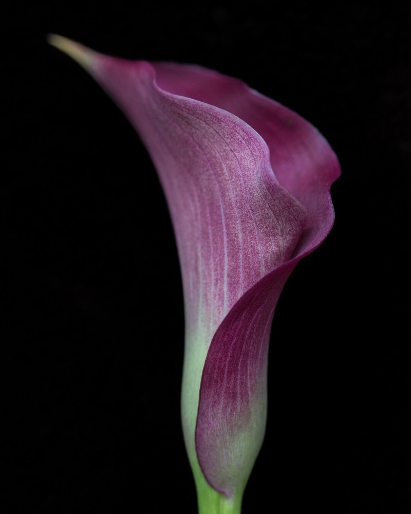 Calla Lily Spectacular 8 X 10″ Fine Art Floral Print