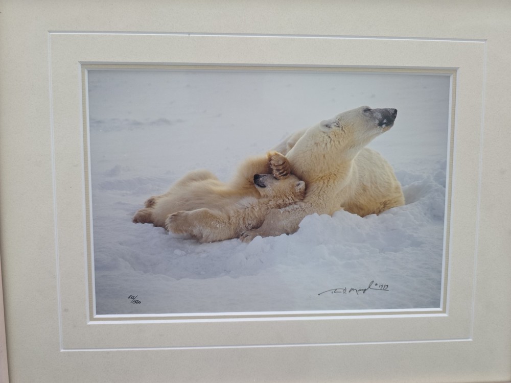 Thomas Mangelsen – Northern Comfort (Signed 1999) 10×14 Framed