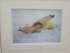 Thomas Mangelsen – Northern Comfort (Signed 1999) 10×14 Framed