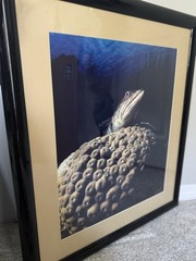 Bonaire Lizard Fish by J. Haines signed 1994