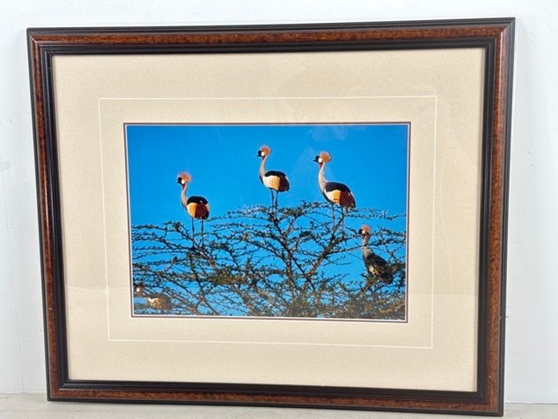 Orig. Framed Original photograph by Thomas D Mangelsen, titled -Crowned Cranes