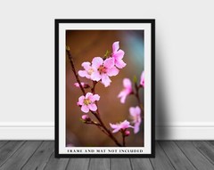 Floral Photography Print – Picture of Pink Peach Blossoms in Oklahoma