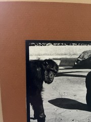 Chimpanzees Gelatin Silver Photograph Neal White Vintage 1970s Original Print