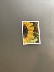 Sunflower- photograph 8.5×11