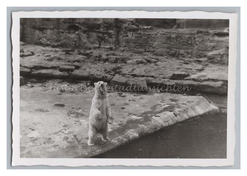 Polar Bear Stretching Soar – Vintage Photo 1950s
