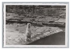 Polar Bear Stretching Soar – Vintage Photo 1950s