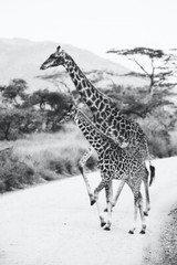 Digital Image Picture Photo Pic Wallpaper Background Giraffes Walking 1976