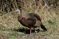 Turkey Photo, Pick One Image – Various Sizes