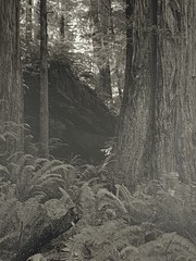 Jim Fitzgerald Untitled Fern & Tree Photo Signed Photograph Carbon Transfer