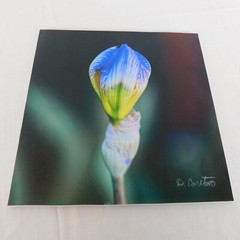 Purple Iris Flower Color Photography Lot of 4 Print Foam Board Botanical Nature