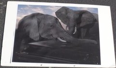 Great Photographic Print – MOUNTED ON ART BOARD – UNIQUE IMAGE – GDC