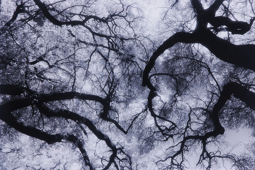Oak Canopy, Audubon Park, New Orleans, Silver Gelatin Print by Martin M. Stone