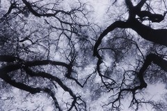 Oak Canopy, Audubon Park, New Orleans, Silver Gelatin Print by Martin M. Stone