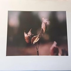 Beavertail Pod, Jamestown, Rhode Island, Cibachrome Photo Print