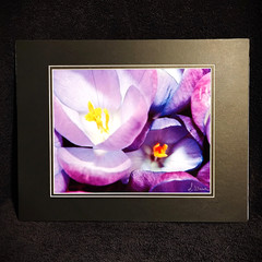 Purple Crocus Flower Wall Art Macro Nature Photography 11×14 Matted Photo Print