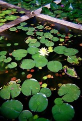 Loto en Salcedo, Dominican Republic, 20 x 30in, 2019-25, Art photo by Mel Gonz
