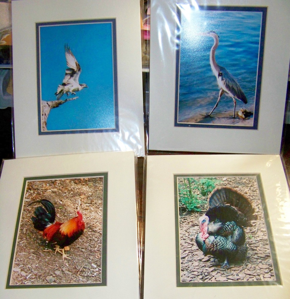 Set of 4 Wild Bird Color Prints by Debbie Lloyd,8×10, Double Mats, in Cello Bags