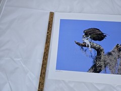 RARE John B. Spohrer, Jr. Signed Osprey Catfish Print Florida’s Forgotten Coast