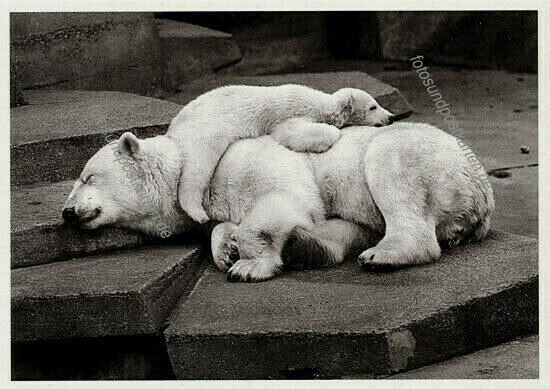 Walter SITTIG, polar bear, rare animal postcard, postcard postale