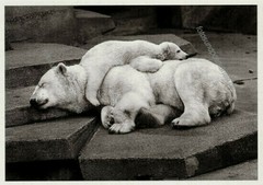 Walter SITTIG, polar bear, rare animal postcard, postcard postale