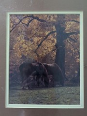 Springer Photography Fall Scene With 2 Brown Horses Matted Wrapped In Plastic