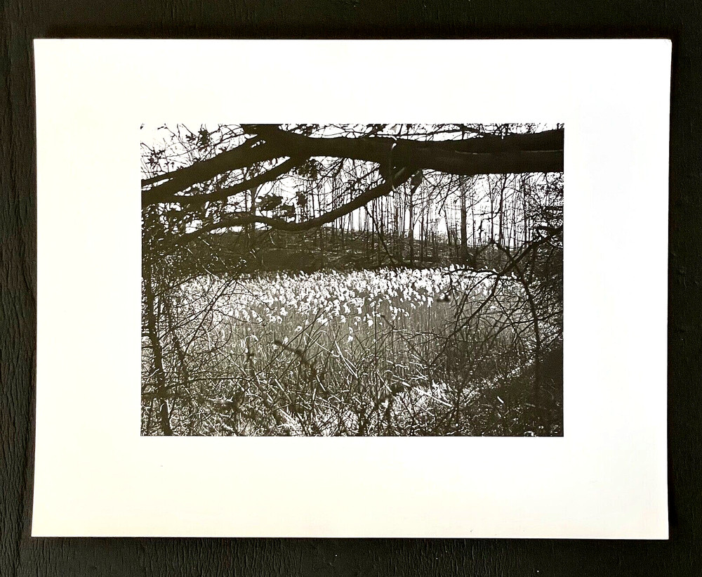 Original SIGNED N. JAY JAFFEE Gelatin Silver Photograph (Flowers in Landscape)