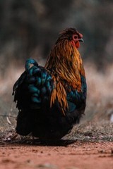 Digital Image Picture Photo Pic Wallpaper Background Rooster Chicken Farm Art 61
