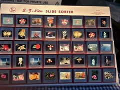 Kodachrome Red Border Lot Of 40 1950’s Still Life Flowers 35mm Color Slides