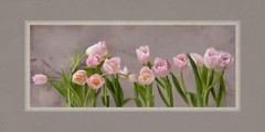 Floral Print Of Pink Tulips wall art print floral photography home decor