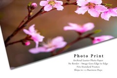 Floral Photography Print – Picture of Pink Peach Blossoms in Oklahoma