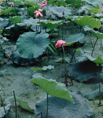 ELIOT PORTER-IL Photographer-Hand Signed Dry Transfer Print-Lotus Blossoms-China