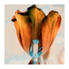 Aluminum Photo Print Orange Tulip, Matte Finish, New By Celeste Brunel