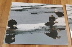 American Bald Eagle Print Pictures Lot of 4 Convocation of Eagles Preserve 8×10
