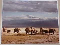Monkey Camels and Elephants Pictures Framed and Signed by Artist
